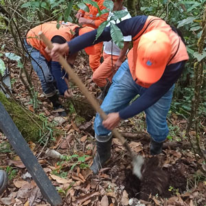 REFORESTACIÓN